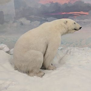 Polar bear (Ursus maritimus)
