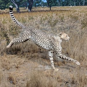 South African cheetah (Acinonyx jubatus jubatus)