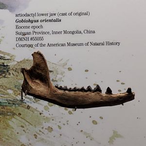 Gobiohyus orientalis (cast of right lower jaw)