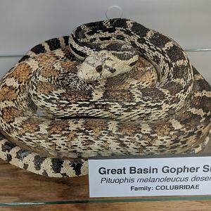 Great basin gopher snake (Pituophis catenifer deserticola)