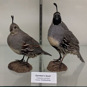 Gambel's quail (Callipepla gambelii)