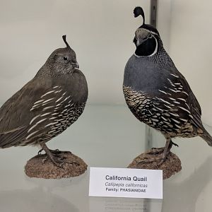 California quail (Callipepla californica)