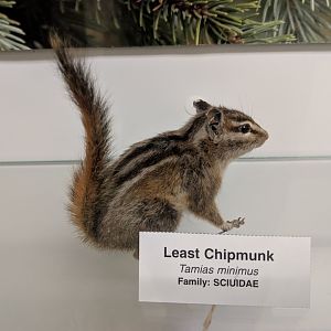 Least chipmunk (Tamias minimus)