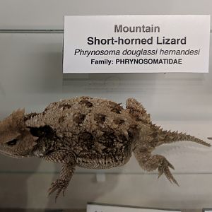Mountain short horned lizard (Phrynosoma hernandesi)