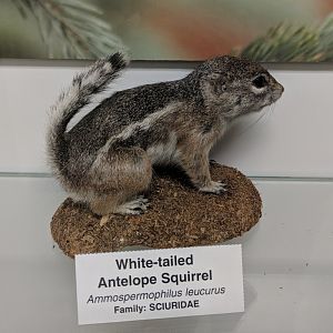 White tailed antelope squirrel (Ammospermophilus leucurus)