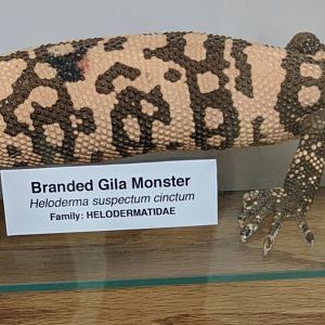 Banded gila monster (Heloderma suspectum cinctum)