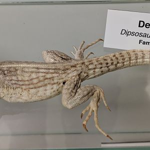 Desert iguana (Dipsosaurus dorsalis dorsalis)
