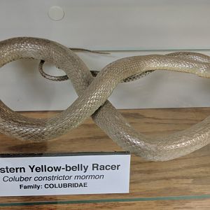 Western yellow-bellied racer (Coluber constrictor mormon)