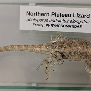 Northern plateau lizard (Sceloporus undulatus elongatus)