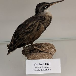 Virginia rail (Rallus limicola)