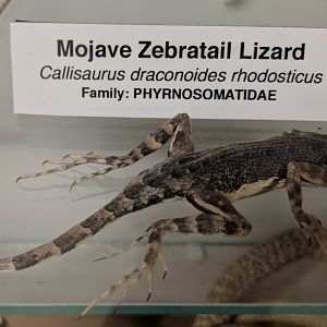 Mojave zebratail lizard (Callisaurus draconoides rhodostictus)
