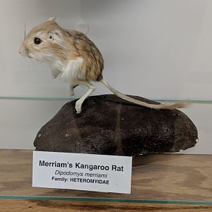 Merriam's kangaroo rat (Dipodomys merriami)
