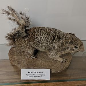 Rock squirrel (Otospermophilus variegatus)