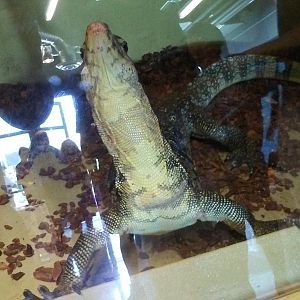 Water monitor at the "Intergalactic Expo"