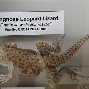 Longnose leopard lizard (Gambelia wislizenii wislizenii)