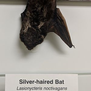 Silver haired bat (Lasionycteris noctivagans)