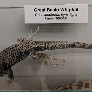 Great Basin Whiptail (Aspidoscelis tigris tigris)