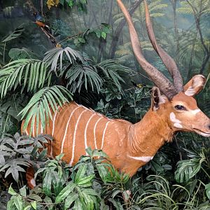 Bongo (Tragelaphus eurycerus) (Front) and Superb starling (Lamprotornis superbus) (Far right back)