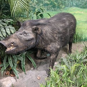 Giant Forest hog (Hylochoerus meinertzhageni)