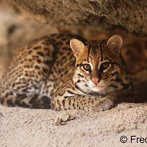 young female ocelot