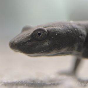 Sardinian brook salamander