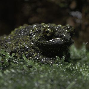 Vietnamese mossy frog