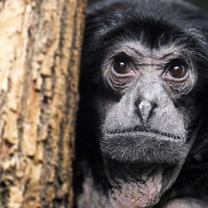 May. 2019 - Primates of the World - Siamang