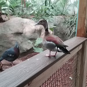 Ringed Teal and Victorian Crowned Pigeon
