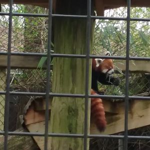 Red Panda