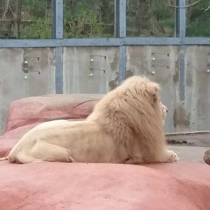 'Ramses' the African Lion