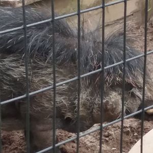 Visayan Warty Pig