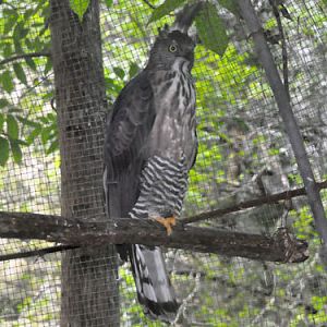 Pernis celebensis steerii / Barred honey buzzard at D' Family Park