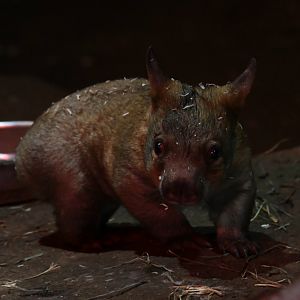 8-Month-Old Wombat Joey