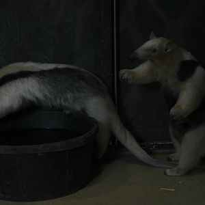 Talulah And Pedersen