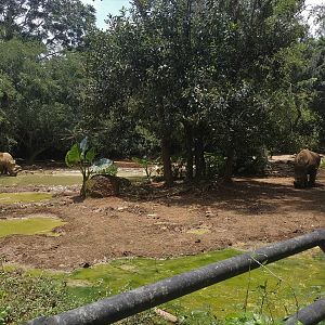 White Rhino Enclosure