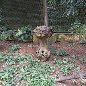 Wild Squirrel in Walkthrough Aviary