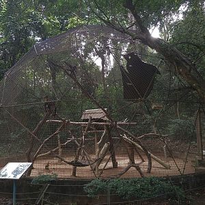 Black-headed Capuchin Enclosure