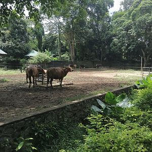 Banteng Exhibit