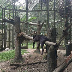 Leopard Enclosure