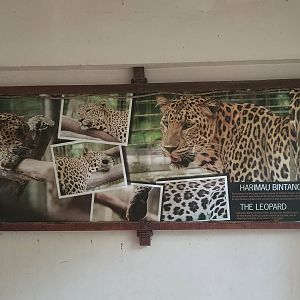 Leopard Interpretation