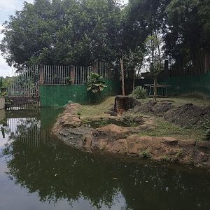Tiger Enclosure