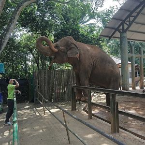 Asian Elephant