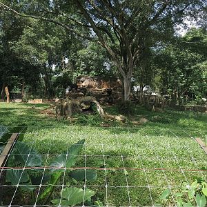 Mainland Serow Enclosure