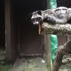 Asian Palm Civet