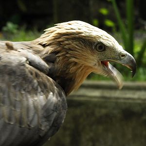 Juvenile White-bellied Sea eagle