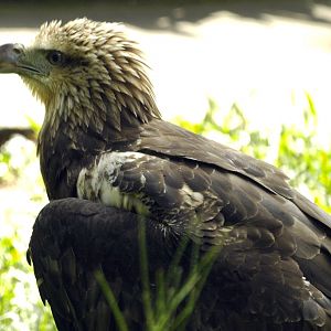 Juvenile White-bellied Fish Eagle