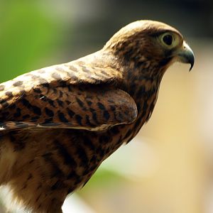 Spotted or Moluccan Kestrel (Falco moluccensis)