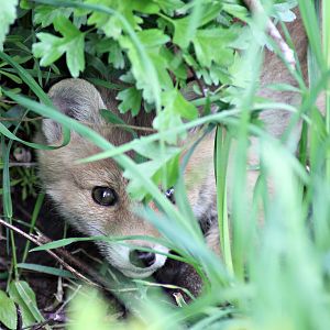Red fox (Vulpes vulpes)