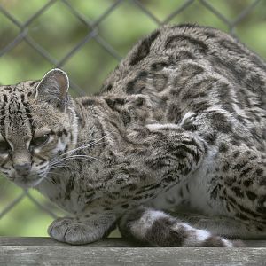Margay