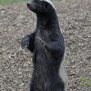 Ratel waiting for feeding time